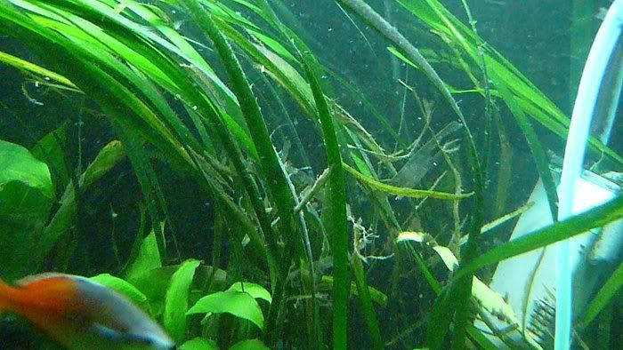 fish20106.jpg