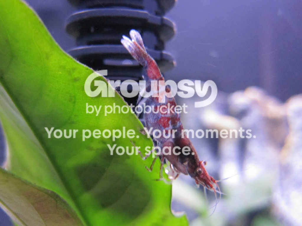 Shrimp_on_leaf.png