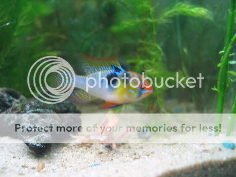 Fish011.jpg