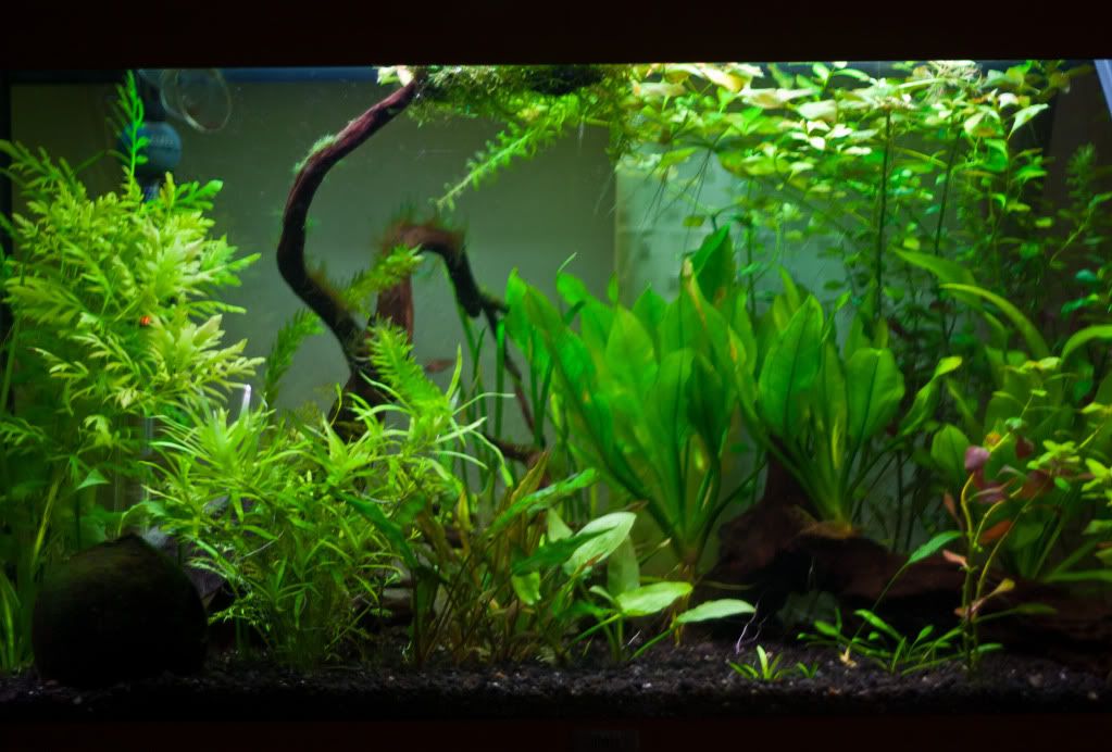 Fish-3-1.jpg