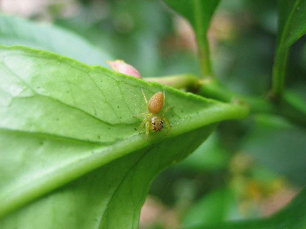 spiders-057web.jpg