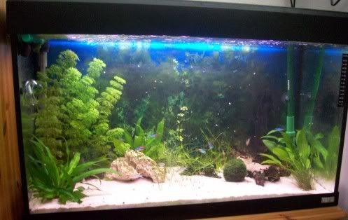 Tank1.jpg