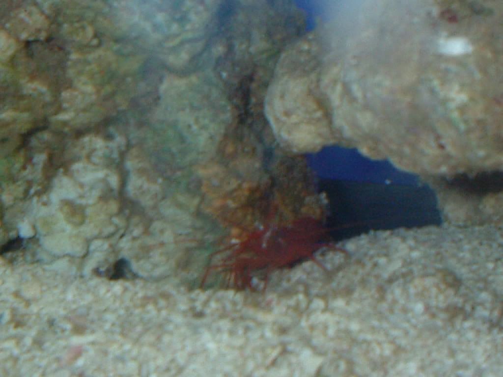 peppermintshrimp3.jpg