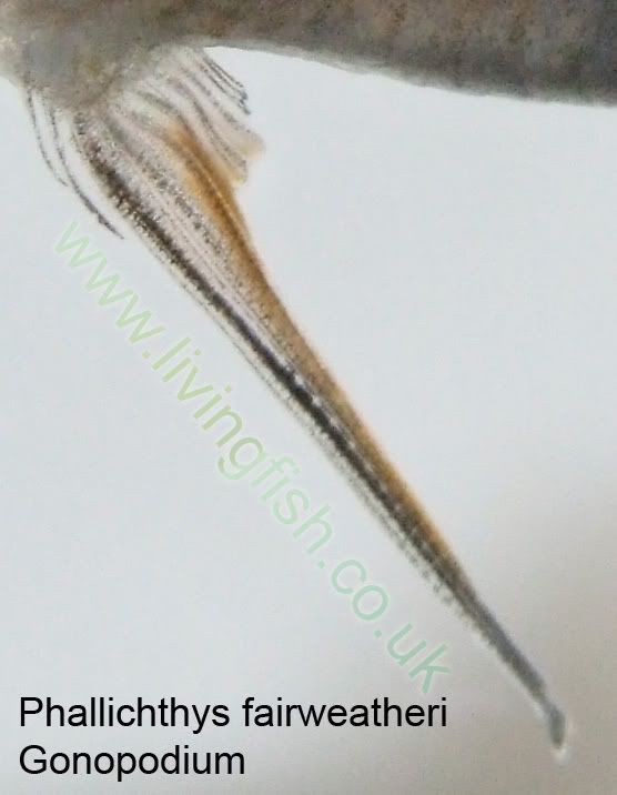Phallichthys-fairweatheri-g.jpg