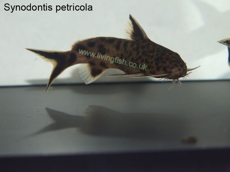 Synodontis-petricola.jpg