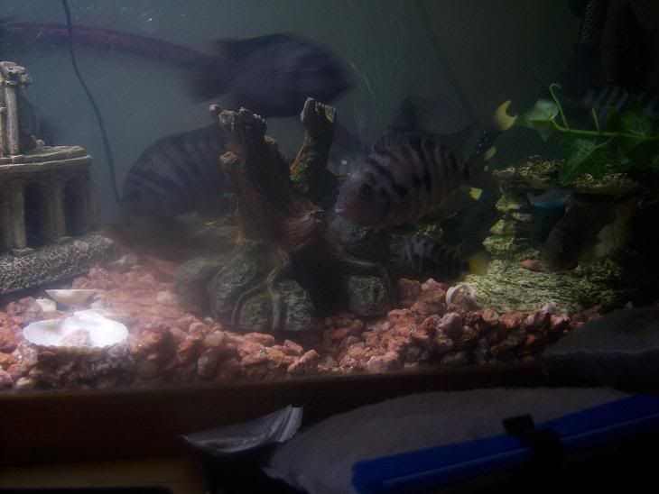 Cichlid3.jpg