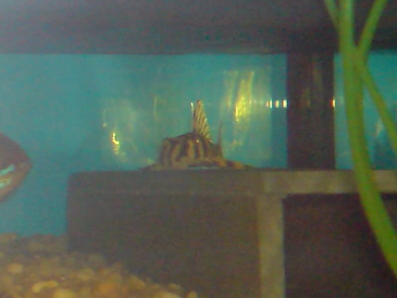DSC00090.jpg
