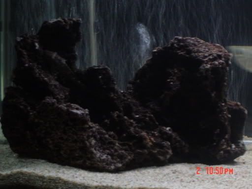 Pleco4.jpg