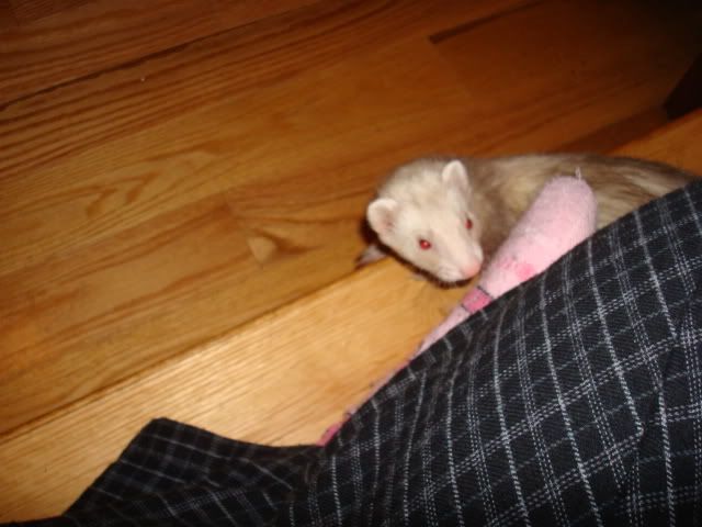 ferrets012.jpg