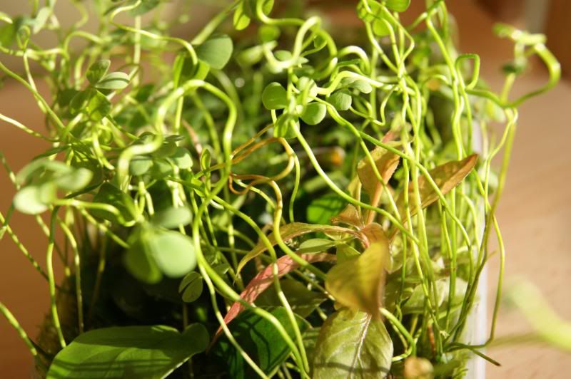 root2.jpg