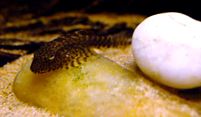 gastromyzoncheni.png