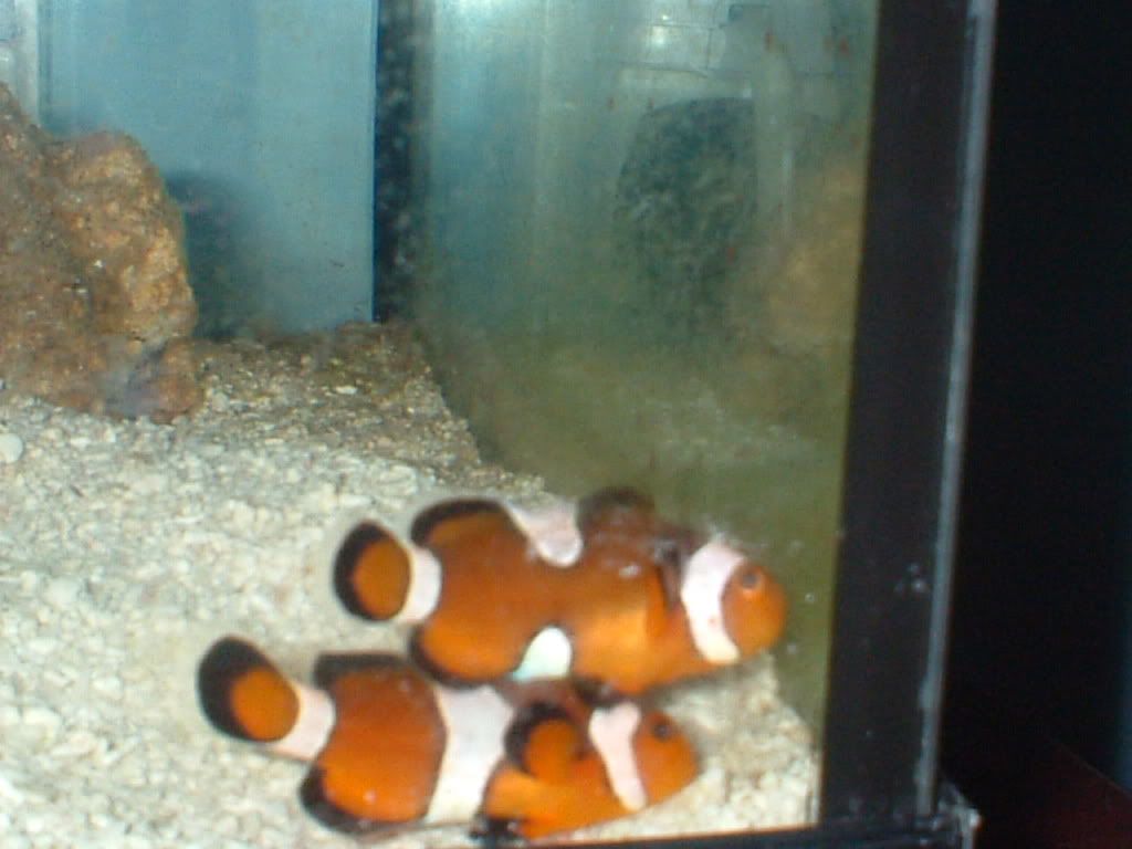 clownfishatnight3.jpg