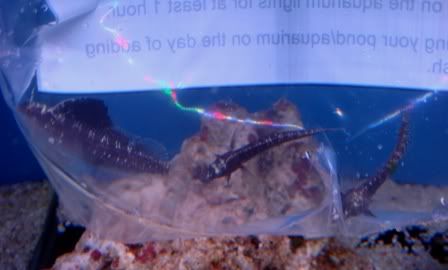 1male2femailsailfins.jpg