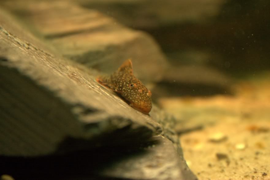 Pleco.jpg