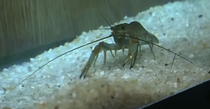 shrimp_filtered.jpg