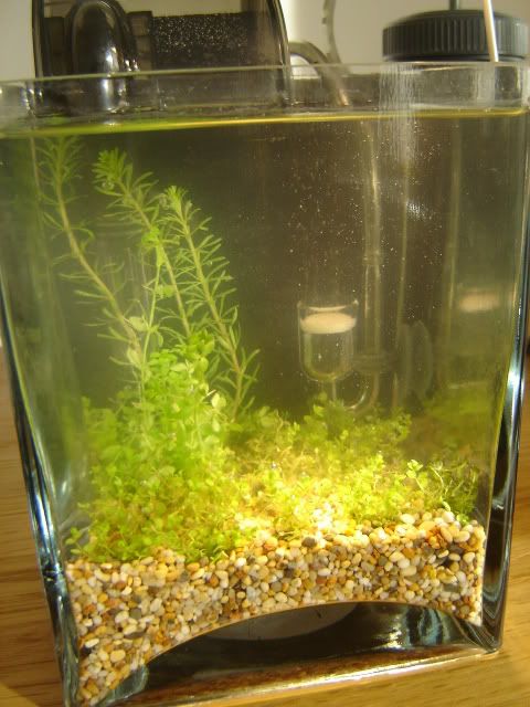 Nano009.jpg