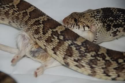 bullsnake2.jpg