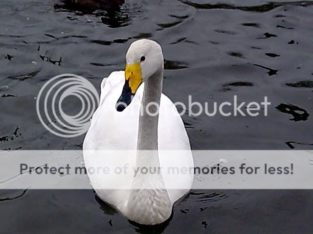 Image125.jpg
