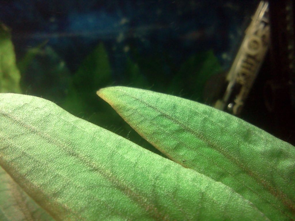algea004.jpg
