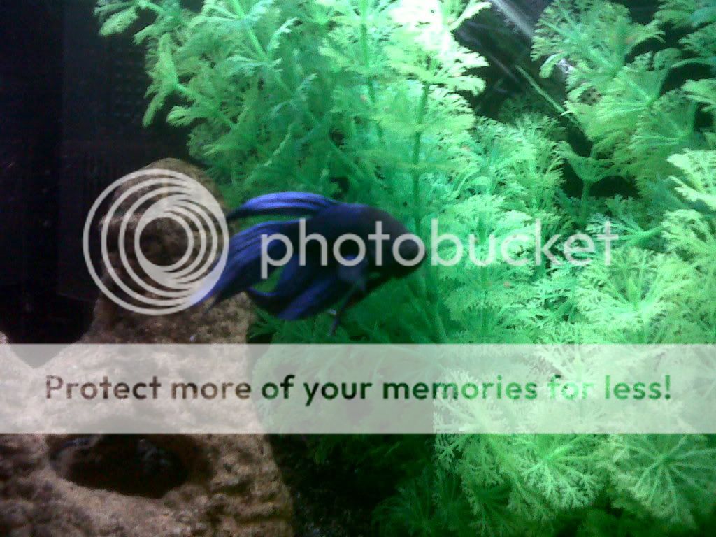 IMG00259-20110927-0756.jpg