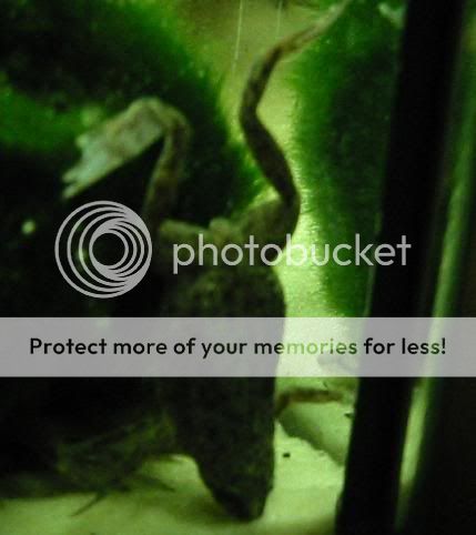 frognew3.jpg