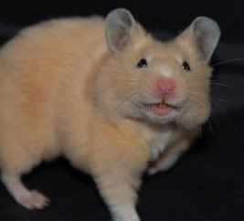 cream1.jpg