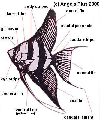 angelanatomy6dd.png