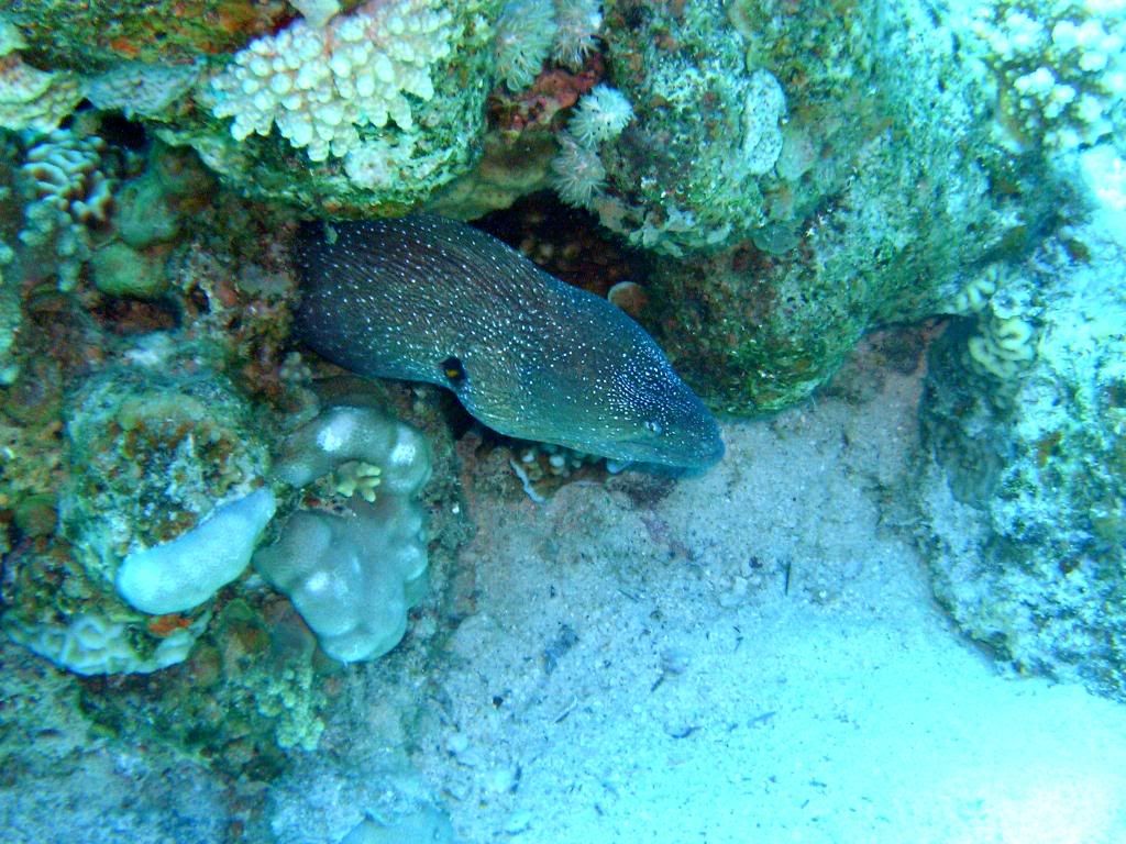 P1010113c.jpg