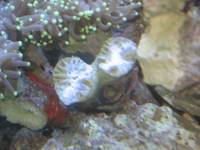 Coral001.jpg