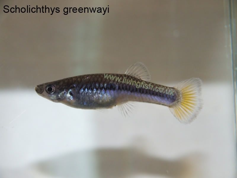 Scholichthys-greenwayi.jpg