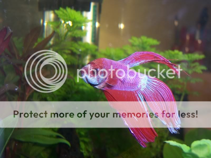 betta1.jpg