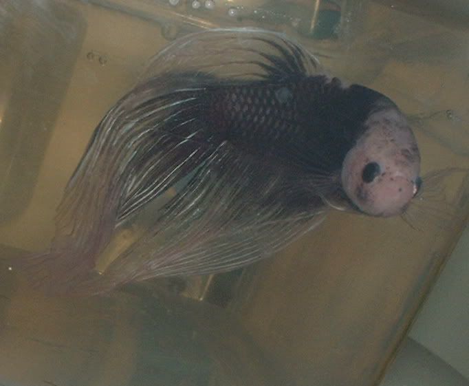 marblebetta2.jpg