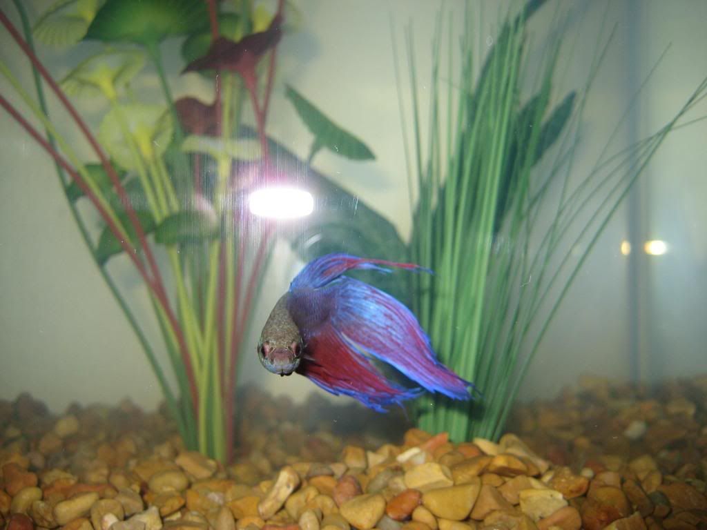 fish5.jpg