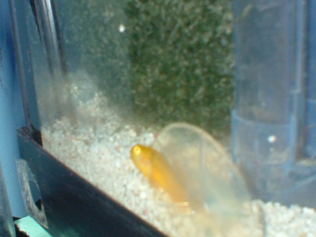 yellowcoralgoby1.jpg