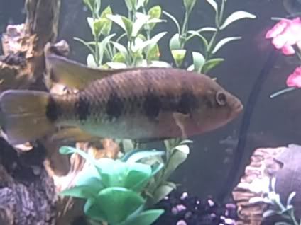 FishID1.jpg
