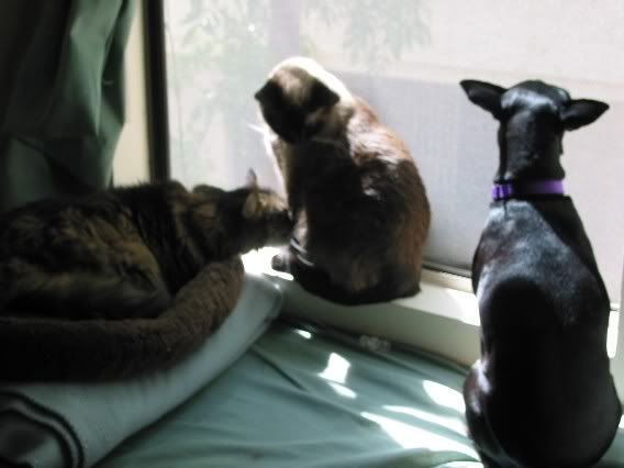 Three_cuties_window.jpg