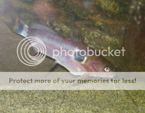 catfish027.jpg