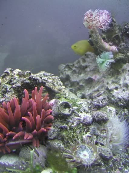 tubeworm3.jpg