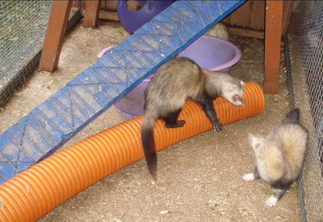 slinkyandmuddle.jpg
