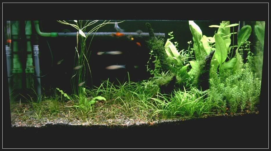 plantedtanks28thapril06mod.jpg