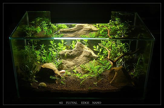 fedge6g.jpg