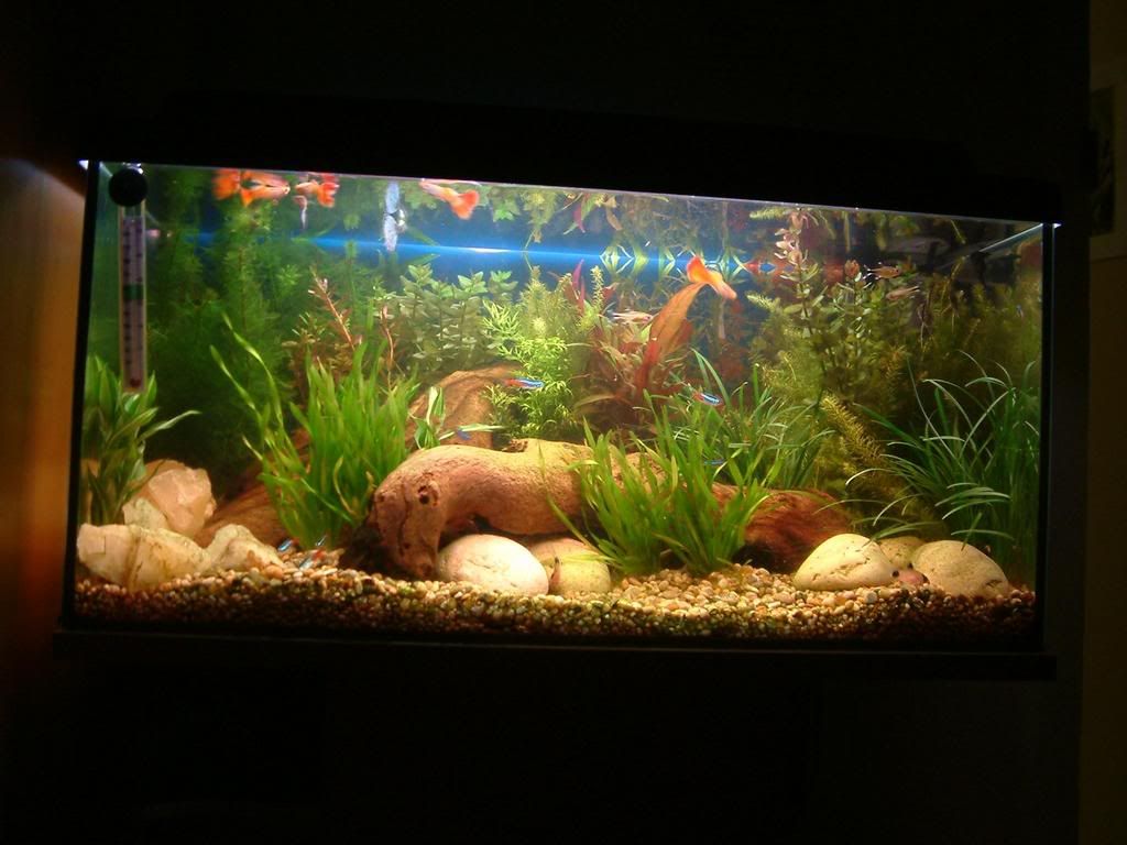 Newtank.jpg