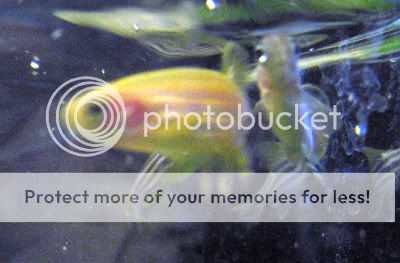 fish003.jpg