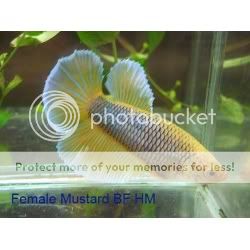 Female-Mustard-BF-HM104b-250x250.jpg