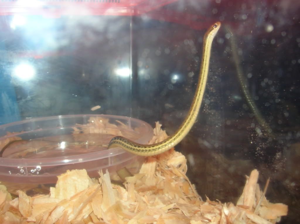 snake003.jpg