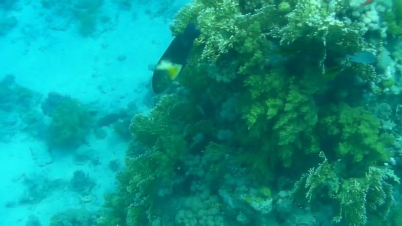 reef11.jpg