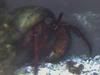 HermitCrabbis.jpg