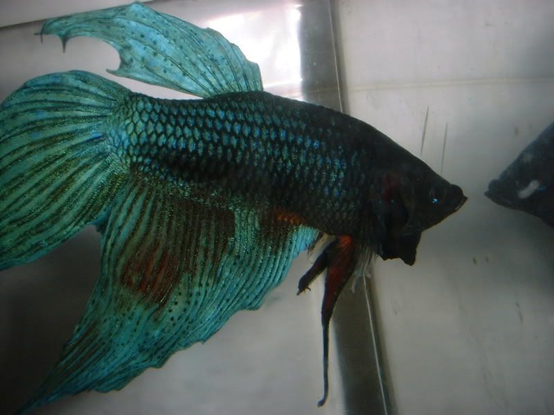 DSCF1568.jpg