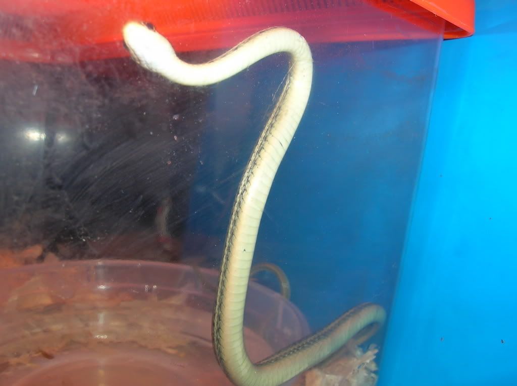 snake008.jpg