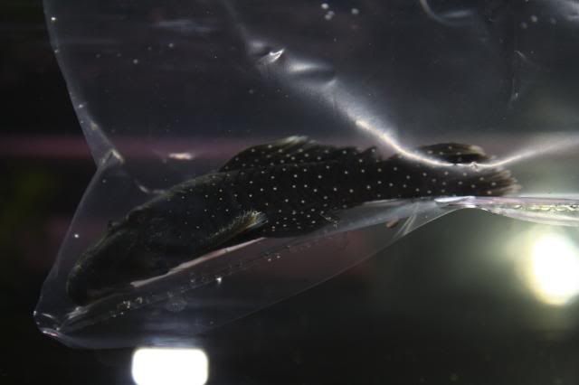 Fish29-05-09003.jpg